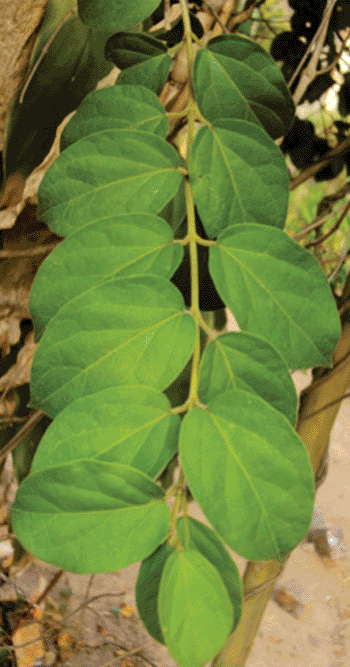 Image: Leaves of the medicinal plant Gymnema sylvestre (Photo courtesy of Wikimedia Commons).